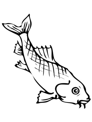 Freshwater Carp Coloring Page